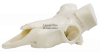 Череп тур среднекавказский